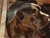 Tenebra - Triola Cane Corso